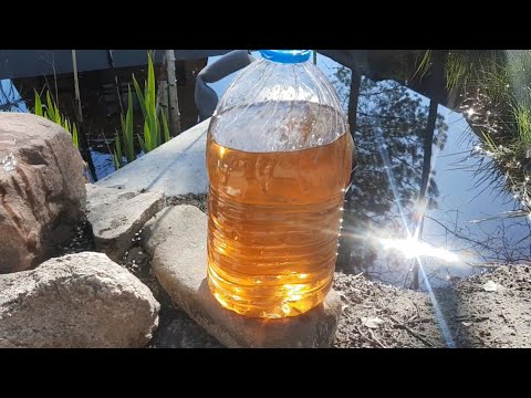 Видео: Форель в пруду на даче, продолжение.