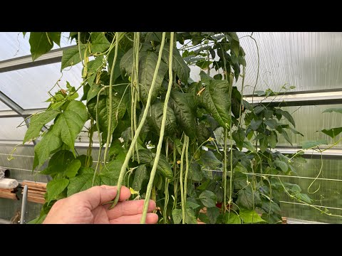 Видео: Вигна вкуснее и урожайнее спаржевой фасоли, посадите ее и не пожалеете!
