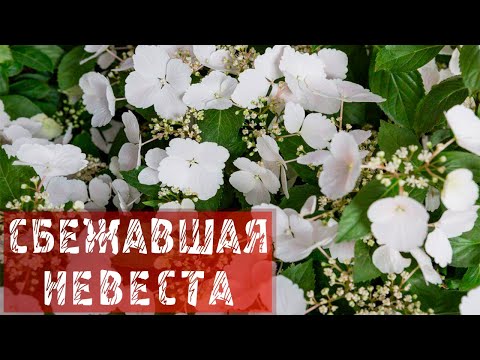 Видео: Гортензия сбежавшая невеста