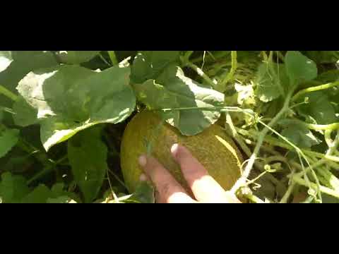 Видео: Тарвуз, ковун,ошковок 2024.07.02.