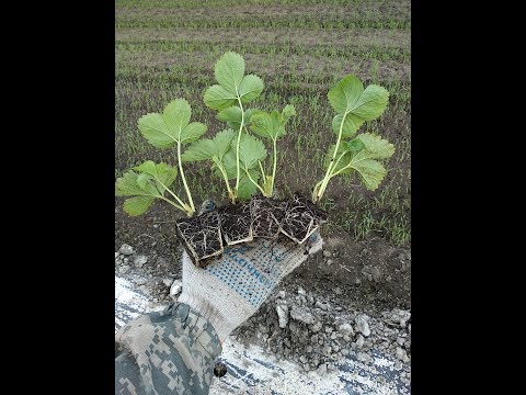 Видео: Клубника кассетная рассада, зелёное черенкование , как ? зачем ? ....