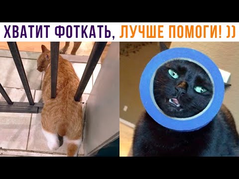 Видео: ХВАТИТ ФОТКАТЬ, ЛУЧШЕ ПОМОГИ! ))) | Приколы с котами | Мемозг 1314