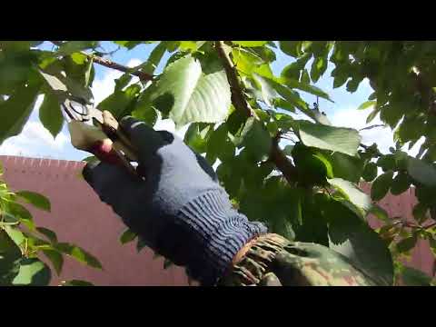 Видео: Как черешню с центральным проводником сделать чашей