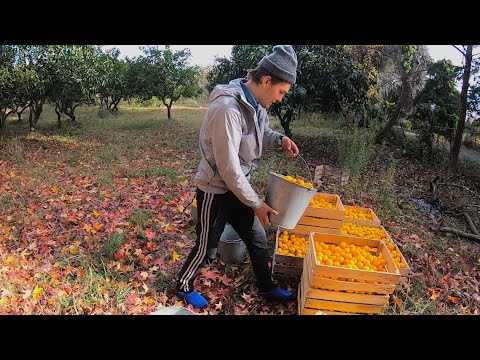 Видео: А теперь я сборщик мандаринов