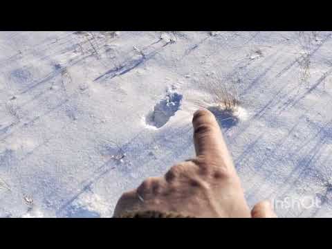 Видео: Тропление зайца Русака