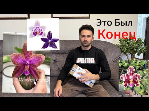 Видео: Орхидеи Которые Я Не Хотел Покупать ￼￼￼