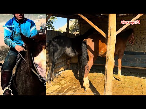 Видео: Чекир урук  тел:+996-704-374-590 25 октября 2025 г.