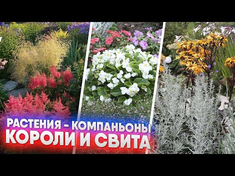 Видео: Растения   компаньоны  - короли и свита