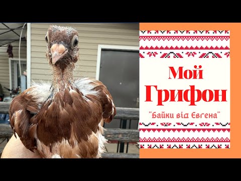 Видео: Мой Грифон!