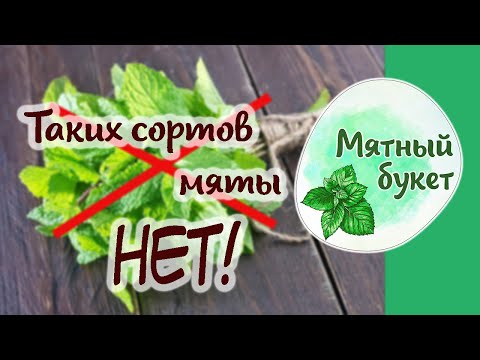 Видео: Таких сортов мяты НЕТ!