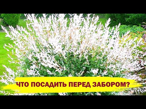 Видео: ЧТО ПОСАДИТЬ ПЕРЕД ЗАБОРОМ? Красивые кустарники, которые быстро преобразят ваш участок