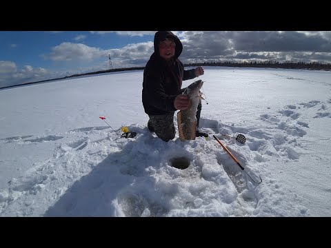 Видео: ЖЕРЛИЦЫ НА ЕРША СРАБОТАЛИ, ЕСТЬ НАЛИМ! ДУПЛЕТ НА КОМБАЙНЫ ЗАГОТОВКА ЖИВЦА \ ДОШИРАК НА МАКСИМАЛКАХ!