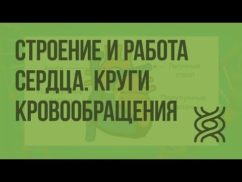 Видео: Строение и работа сердца. Круги кровообращения. Видеоурок по биологии 8 класс