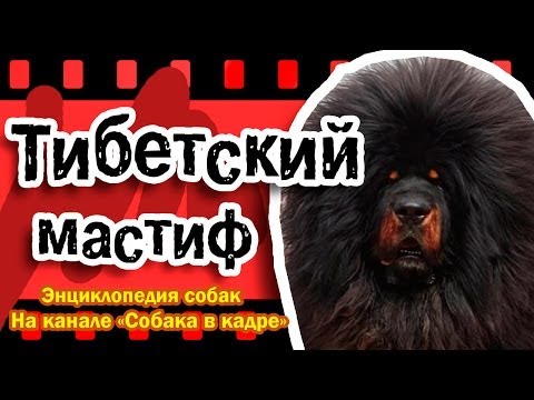 Видео: Тибетский мастиф (Молоссы). Энциклопедия пород собак.