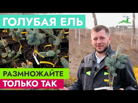 Видео: ГОЛУБАЯ ЕЛЬ РАЗМНОЖЕНИЕ ЧЕРЕНКАМИ | ЕЛЬ ИЗ ВЕТКИ | ГОЛУБАЯ ЕЛЬ ХУПСИ ОТ ЧЕРЕНКА ДО САЖЕНЦА