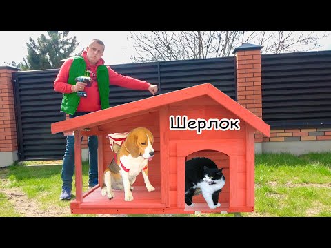 Видео: Кот выгнал ШЕРЛОКА ИЗ БУДКИ. Где ШЕРЛОКУ ЖИТЬ? Брос Шоу Пет