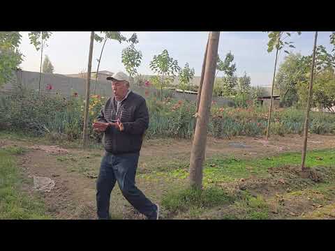 Видео: 919508740 Муҳамад. Павловнияҳои фурушии Алишер. Ш. Душанбе.