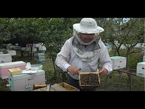Видео: Пчеловодство.Практические советы по содержанию нуклеусного парка