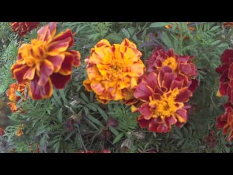 Видео: Коля Маню -Прогулка aKa village motivation