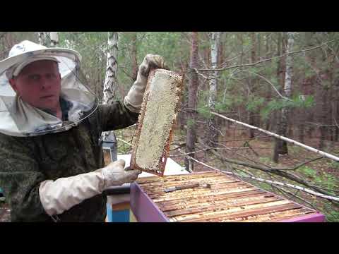 Видео: БОЛЬШЕ 100 КГ. ПРИНЁС МЁДА ТЕСТИРУЕМЫЙ БАКФАСТ В 2019 ГОДУ🔥🔥🔥