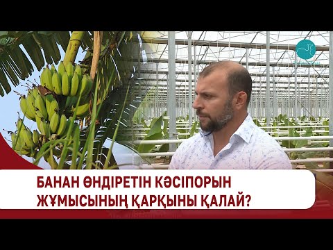 Видео: Банан өндіретін кәсіпорын жұмысының қарқыны қалай?