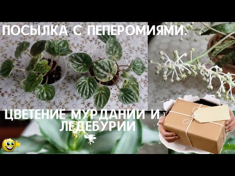 Видео: Первая посылка этой весной, приехали мои хотелки-пеперошки. Цветут мурдания и ледебурия