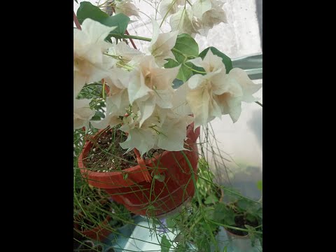 Видео: Бугенвиллея. Укоренение.