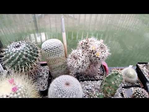 Видео: Зимой цветут листовые кактусы.Зимовка кактусов.Эпифиллумы.Литопсы.Прививки кактусов.