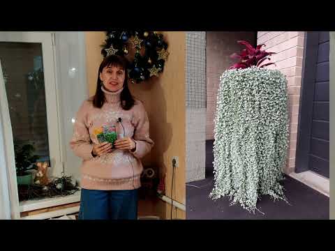 Видео: ЛУЧШИЙ АМПЕЛЬ! Посев дихондры серебристой и изумрудной! Как вырастить большую дихондру