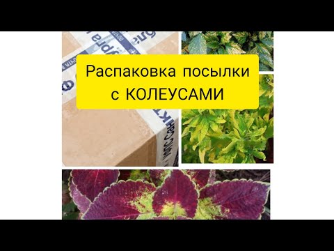 Видео: Распаковка посылки с КОЛЕУСАМИ. Пополнение в моей маленькой коллекции 🌱🌱🌱колеусов.#колеус #flowers
