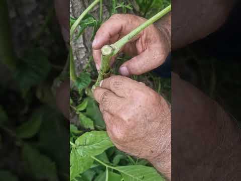 Видео: натиҷаи кундапайванди чормагз ва иҷрои пайванди нав дар чормағз.