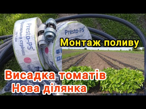 Видео: Висадка томатів,монтаж крапельного поливу.