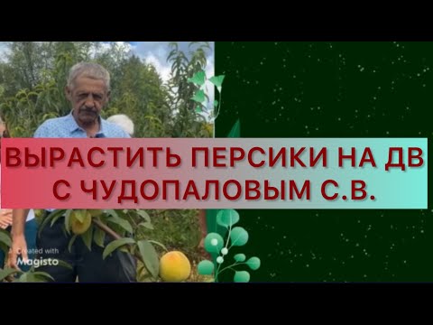 Видео: Секреты от Чудопалова Сергея Владимировича. Вырастить на ДВ персики, яблоки, груши, виноград и др.