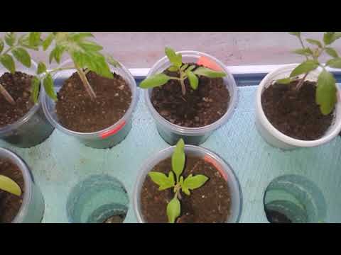 Видео: Домати отгледани необичайно 1-ва част