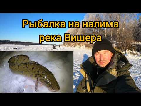 Видео: Рыбалка на налима и щуку. река Вишера.