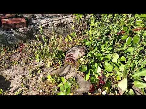 Видео: Деревенские будни