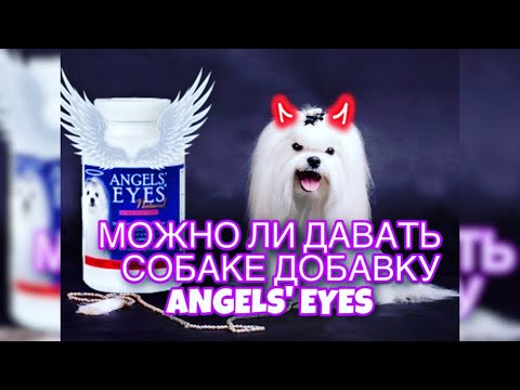 Видео: Текут глаза у собаки: поможет ли добавка Ангельские глазки?