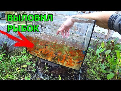 Видео: Меченосцы с теплички