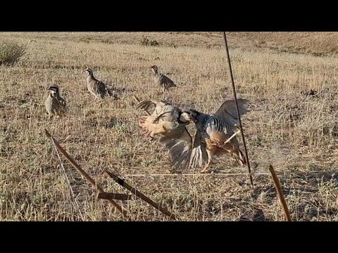 Видео: 25 июля 2025 г.