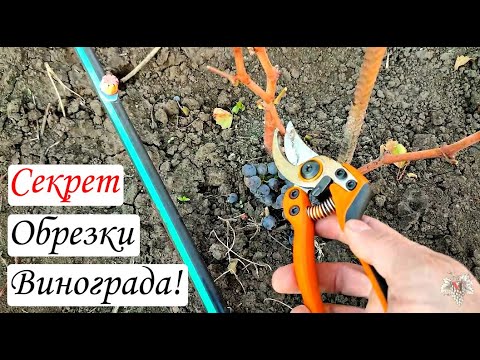 Видео: Секрет обрезки винограда. Как обрезать годичный куст