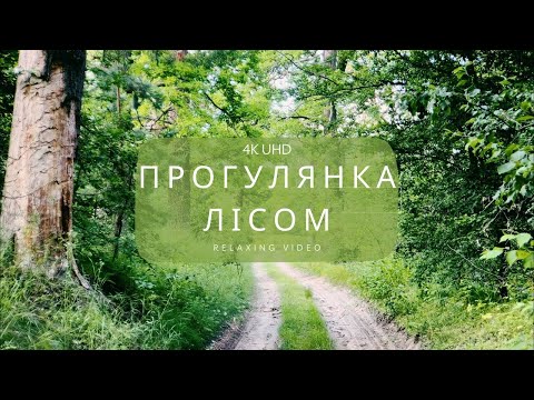 Видео: Тиха прогулянка лісом | 15 хвилин | Спокійна піанінна музика та звуки природи | Без слів
