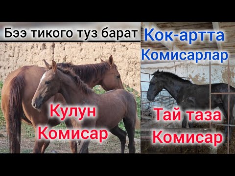 Видео: Комисарлар