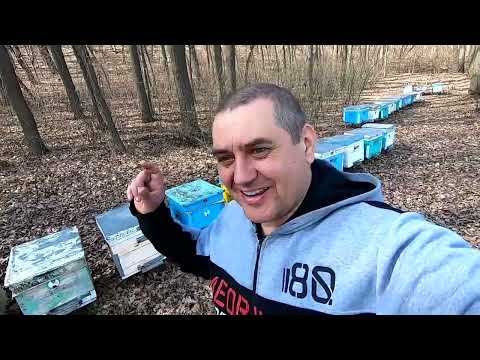 Видео: ✅ Жизнь пасеки в лесу: Как работают пчелы в природе! #пчеловодство1