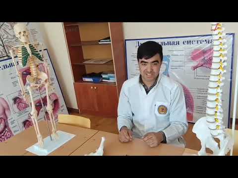 Видео: Chanoq suyagi, chanoq oʻlchamlari. Чанок суяги чанок улчамлари