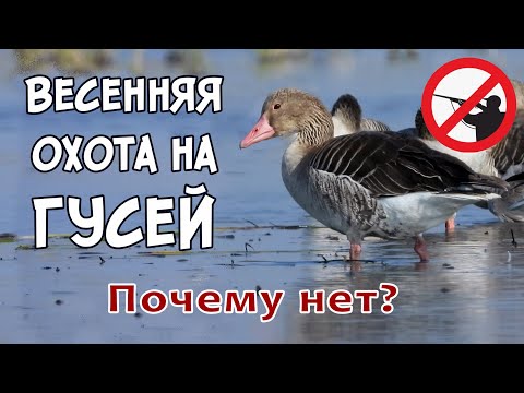 Видео: Весенняя охота на гусей. Почему нет?