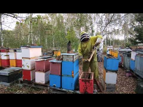 Видео: Подготовка отводков в зиму.Формирую гнездо для зимовки играю с рамками в классики.