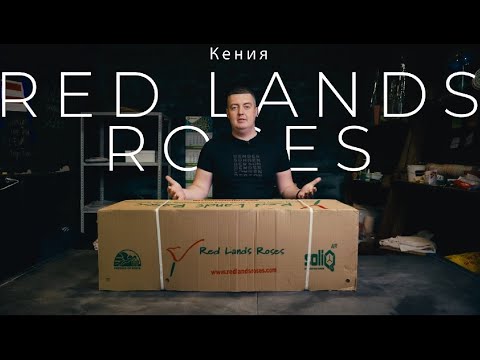 Видео: Кустовая роза | Плантация Red Lands Roses, Кения