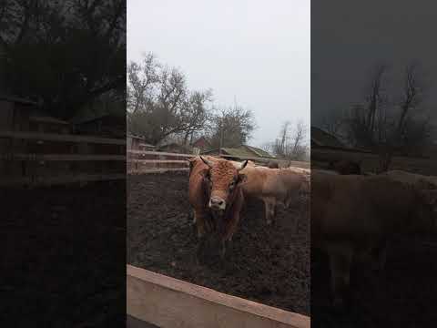 Видео:   ЦЕНЫ НА КОРМ,ОТВЕТЫ НА ЧАИТЫЕ ВОПРОСЫ, РАЦИОН, СМОТРЕТЬ ВСЕМ! 