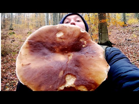 Видео: ДУЖЕ ПІЗНІ БІЛІ ГРИБИ 2025 В ПОЧАТУ ЛИСТОПАДА