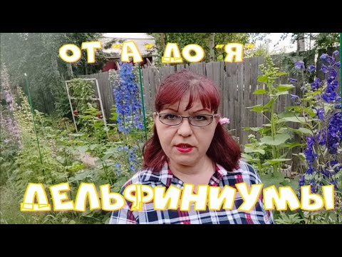 Видео: Дельфиниумы от "А" до "Я".